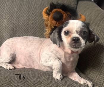 Tilly -  Shih Tzu Dog for Adoption in Hop Bottom, Pennsylvania - Tilly | PetCurious