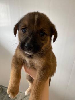 Shepherd and Great Pyrenees Dogs Available for Adoption in Winnipeg, Manitoba - Flax | PetCurious