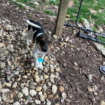Beagle and Mixed Breed Dogs Available for Adoption in Campton Hills, Illinois - Catskill | PetCurious