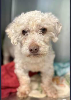 Levi 9859 -  Poodle Dog for Adoption in Boca Raton, Florida - Levi 9859 | PetCurious