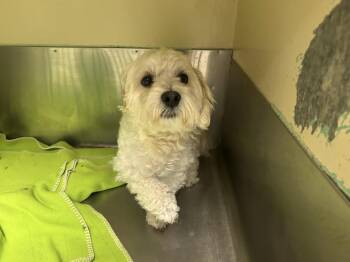 Kevin Ogle -  Poodle and Mixed Breed Dog for Adoption in Broken Arrow, Oklahoma - Kevin Ogle | PetCurious
