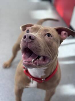 Koffee -  Mixed Breed Dog for Adoption in West Chester, Pennsylvania - Koffee | PetCurious