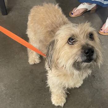 Yorkshire Terrier and Mixed Breed Dogs Available for Adoption - Maylon | PetCurious
