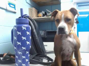 BOBO -  Boxer and Mixed Breed Dog for Adoption in Albuquerque, New Mexico - BOBO | PetCurious