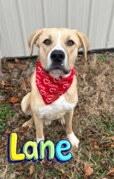 Rescue Labrador Retriever and Mixed Breed Dogs for Adoption in Joplin, Missouri - Lane 31975 | PetCurious