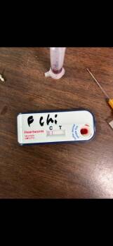 Chihuahua Dogs Available for Adoption - D056-26 Tiny | PetCurious