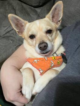 Lord Henry -  Mixed Breed Dog for Adoption in De Pere, Wisconsin - Lord Henry | PetCurious
