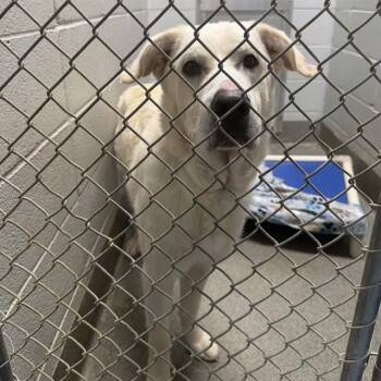 PATRIOT -  Labrador Retriever and Great Pyrenees Dog for Adoption - PATRIOT | PetCurious