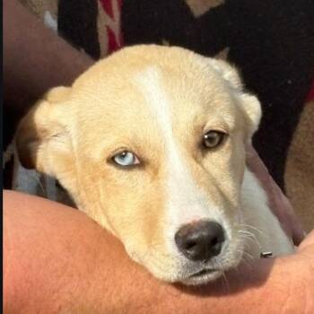 Husky and Labrador Retriever Dogs Available for Adoption in Hackett, Arkansas - Honey | PetCurious