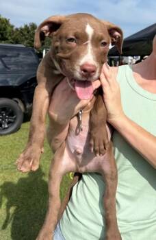 Monty -  Boxer and Mixed Breed Dog for Adoption in Morristown, New Jersey - Monty | PetCurious