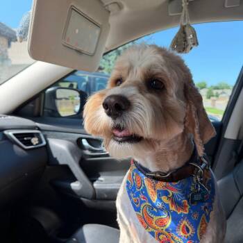 Flynn C-34357 -  Cockapoo Dog for Adoption in Oklahoma City, Oklahoma - Flynn C-34357 | PetCurious