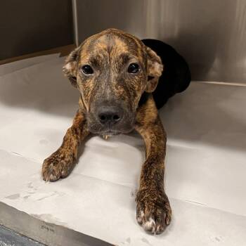 AK1048 Ziggy -  Mixed Breed Dog for Adoption in Port Washington, New York - AK1048 Ziggy | PetCurious