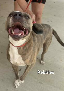Rescue Mixed Breed Dogs for Adoption in Westborough, Massachusetts - Pebbles | PetCurious