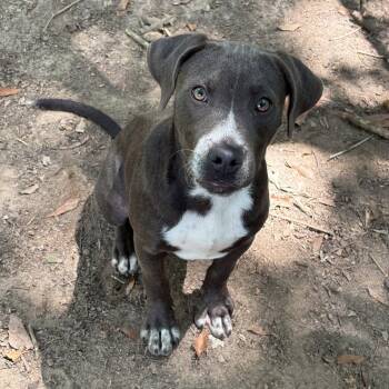 Shamrock Hope  Lower Fee -  Pit Bull Terrier Dog for Adoption in Locust Fork, Alabama - Shamrock Hope  Lower Fee | PetCurious