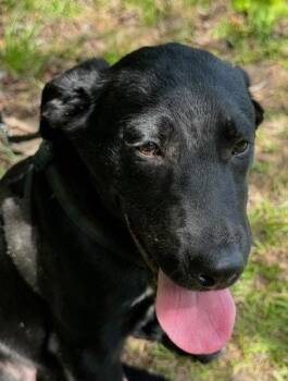 Labrador Retriever Dogs Available for Adoption in Tarrytown, Georgia - Chester | PetCurious