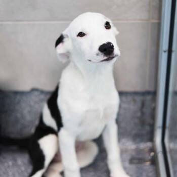 Labrador Retriever and Mixed Breed Dogs Available for Adoption in Atlanta, Georgia - Mira | PetCurious