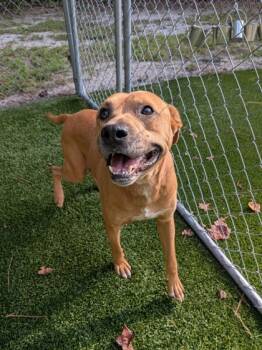 Rescue Mixed Breed Dogs for Adoption in Louisburg, North Carolina - Bongo | PetCurious