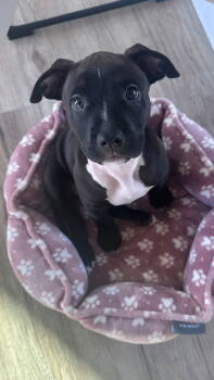 Rescue American Staffordshire Terrier Dogs for Adoption in San Juan Capistrano, California - Dawson | PetCurious