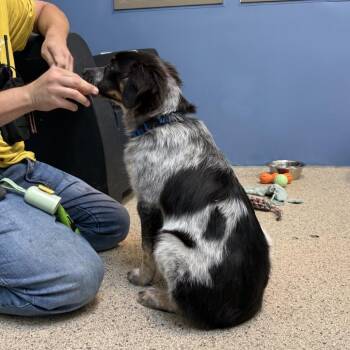 Bronco -  Mixed Breed Dog for Adoption in Houston, Texas - Bronco | PetCurious
