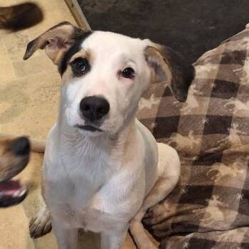 Cruz -  Mixed Breed Dog for Adoption in Boaz, Alabama - Cruz | PetCurious