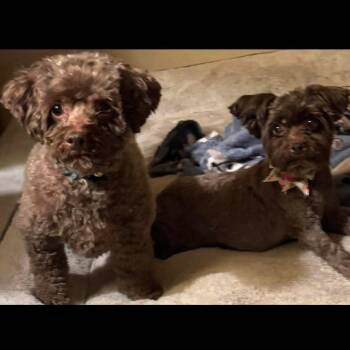 Poodle Dogs Available for Adoption in Las Vegas, Nevada - Nadia OS NV | PetCurious