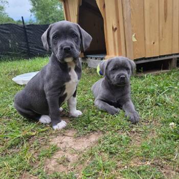 Sparrow -  Schnoodle and Pit Bull Terrier Dog for Adoption in Grand Rapids, Michigan - Sparrow | PetCurious