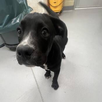 07/19/2026-Stray-FairviewDrive/ReeseRoad -  Mixed Breed Dog for Adoption in Columbus, Georgia - 07/19/2026-Stray-FairviewDrive/ReeseRoad | PetCurious