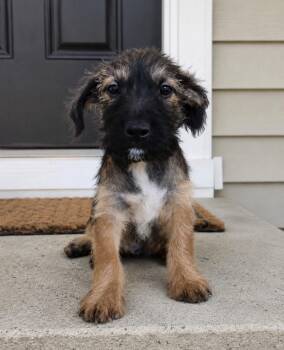 Gabby -  Wirehaired Terrier Dog for Adoption in Camp Pendleton North, California - Gabby | PetCurious