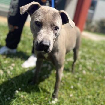 Mixed Breed Dogs Available for Adoption in Corinth, Mississippi - Brooklyn | PetCurious