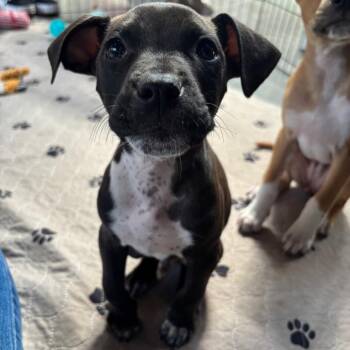 Space Chunk -  Pit Bull Terrier Dog for Adoption in Chicago, Illinois - Space Chunk | PetCurious
