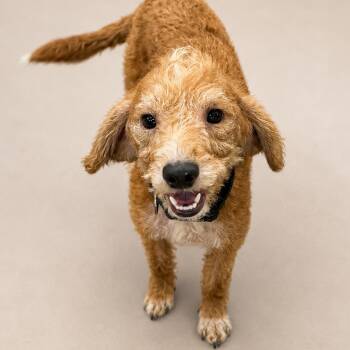 Odie -  Wirehaired Terrier and Mixed Breed Dog for Adoption in Little Rock, Arkansas - Odie | PetCurious