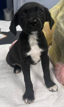 Guinness -  Boxer and Mixed Breed Dog for Adoption in Morristown, New Jersey - Guinness | PetCurious