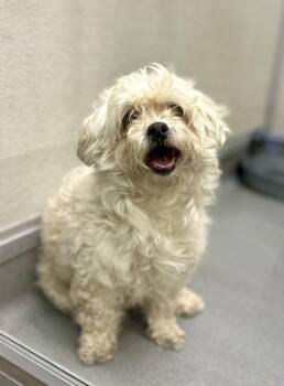 Bichon Frise Dogs Available for Adoption in Victorville, California - Darla | PetCurious