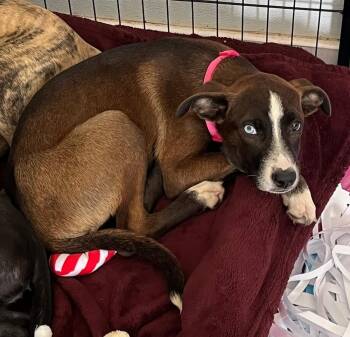 Catahoula Leopard Dog Dogs Available for Adoption in Lakeland, Florida - Marinee | PetCurious