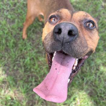 Rescue Boxer and Hound Dogs for Adoption in Valdosta, Georgia - Marceline | PetCurious