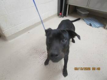 Pit Bull Terrier Dogs Available for Adoption - (301) | PetCurious