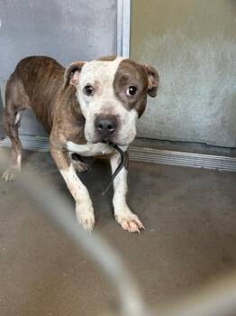BAKER -  American Staffordshire Terrier Dog for Adoption in Tallahassee, Florida - BAKER | PetCurious