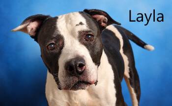 Layla -  Pit Bull Terrier Dog for Adoption in Mount Vernon, Ohio - Layla | PetCurious