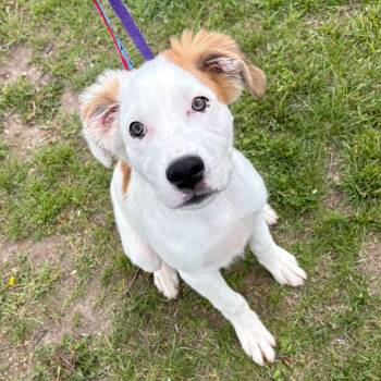 Mixed Breed Dogs Available for Adoption in Wantagh, New York - Moosey | PetCurious