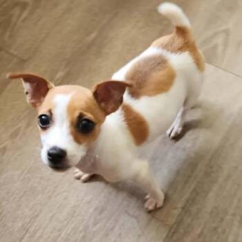 Jack Russell Terrier and Terrier Dogs Available for Adoption in Toronto, Ontario - Spin | PetCurious