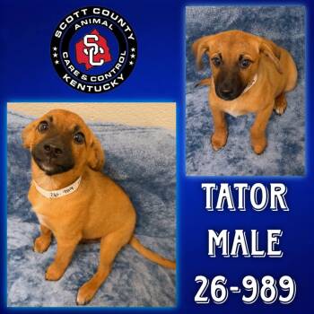 Tator -  Labrador Retriever and Cattle Dog Dog for Adoption in Georgetown, Kentucky - Tator | PetCurious