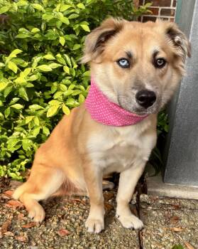 TORI - GOOD TIME GIRL -  Shepherd and Australian Shepherd Dog for Adoption - TORI - GOOD TIME GIRL | PetCurious
