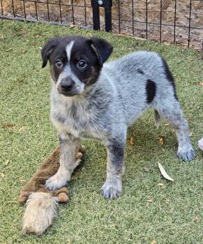 Australian Cattle Dog Blue Heeler and Australian Shepherd Dogs Available for Adoption in Apache Junction, Arizona - Azure | PetCurious