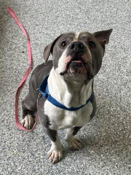 Braxton -  American Bulldog Dog for Adoption in Jackson, Michigan - Braxton | PetCurious