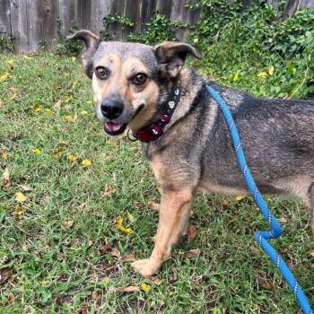 Rescue Hound and Mixed Breed Dogs for Adoption in Roanoke, Virginia - Fiddle | PetCurious