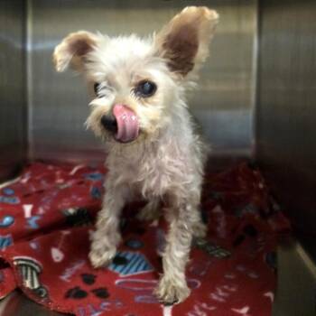 Yorkshire Terrier Dogs Available for Adoption in Denison, Texas - Marley Fka Mabel | PetCurious