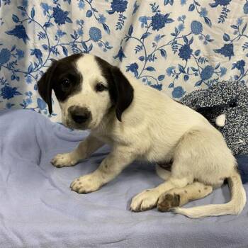 A612364 -  Great Pyrenees and Border Collie Dog for Adoption in Modesto, California - A612364 | PetCurious