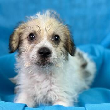 Simba - my mom is 19 lbs - my dad took off but we think he was a -  Terrier Dog for Adoption in Hondo, Texas - Simba - My Mom Is 19 Lbs - My Dad Took Off But We Think He Was A | PetCurious