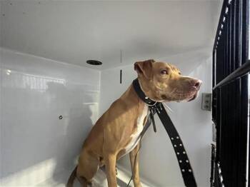 Pit Bull Terrier Dogs Available for Adoption in Houston, Texas - A655724 | PetCurious