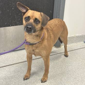 Bandit -  Mixed Breed and Australian Shepherd Dog for Adoption in Franklin, Tennessee - Bandit | PetCurious